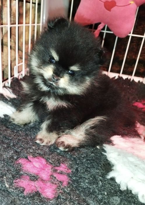 Pomeranian szpic miniaturowy Zkwp