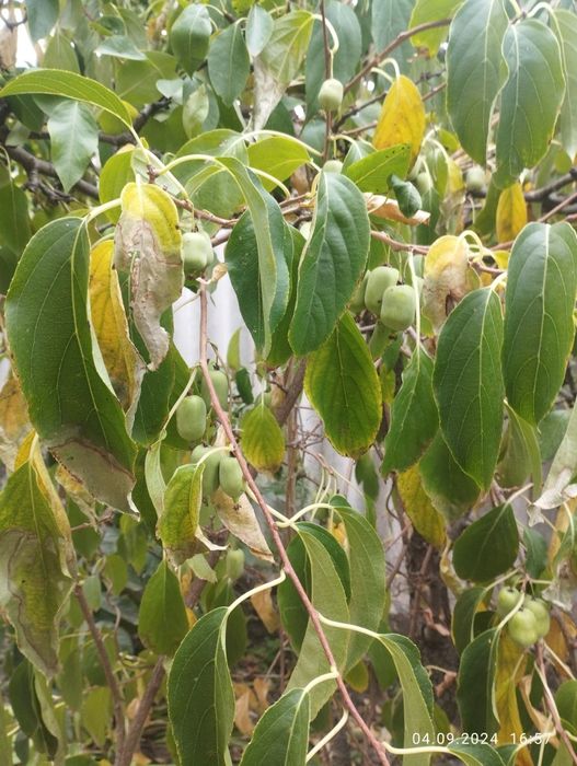 Актинідія, інжир, гранат