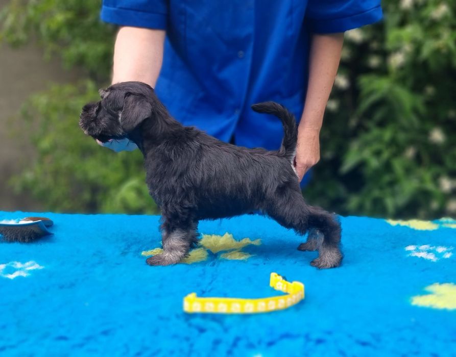 Цуценята цвергшнауцера