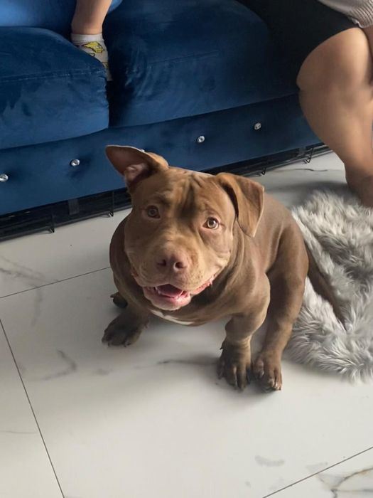 American bully.Pocket/Standard.Piesek.Po mocnych rodzicach
