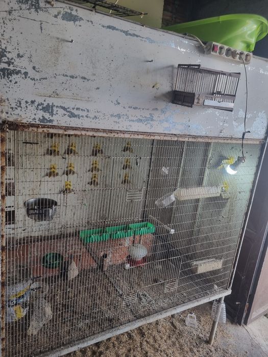 Vendo viveiro para despachar