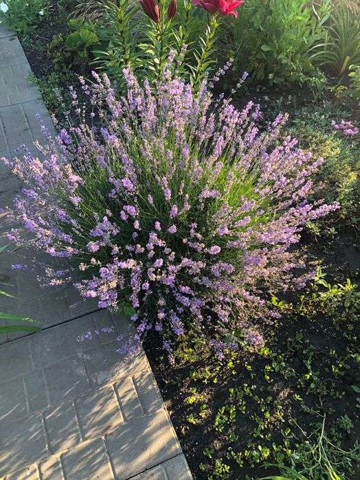 Цветы комнатные и садовые