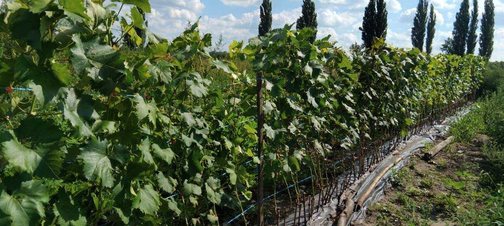 Саджанці винограда весна  2026. Киш Миш, Столовий