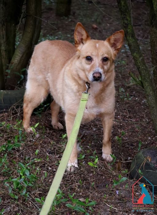 Maja 59/24 - SZUKA DOMU!