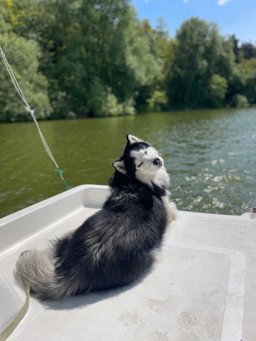Кабель на вʼязку. Хаскі-маламут