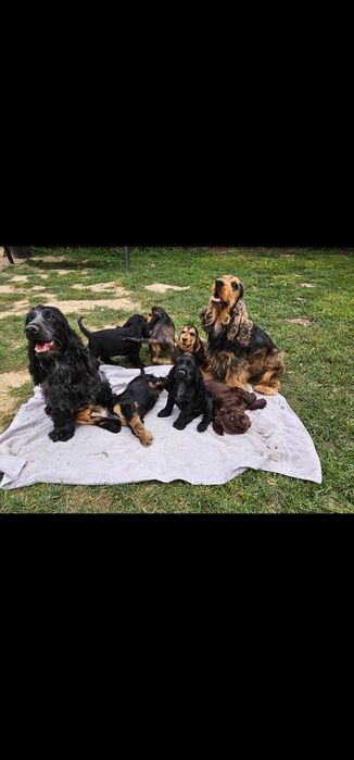 Cocker spaniel angielski