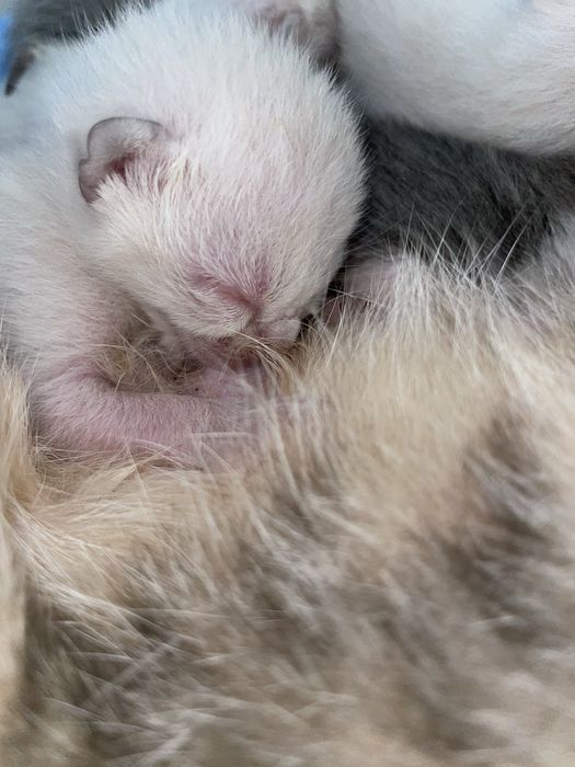 Adoção dos bebes