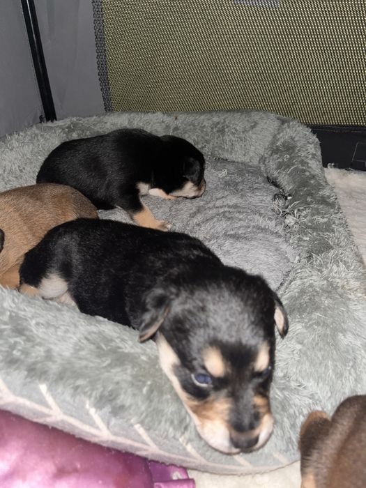 Oddam szczeniaki za darmo