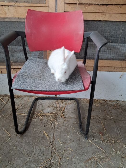 Sprzedam króliki rasy Nowozeland