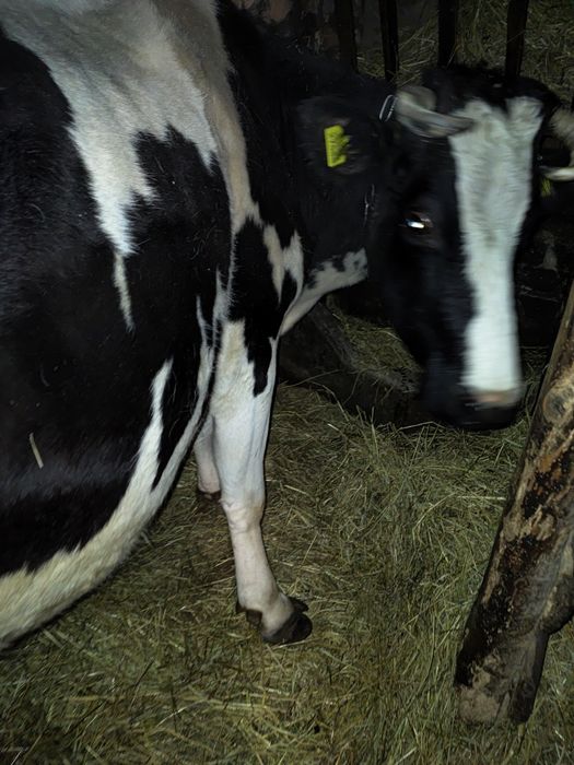 Продам хорошу Корову