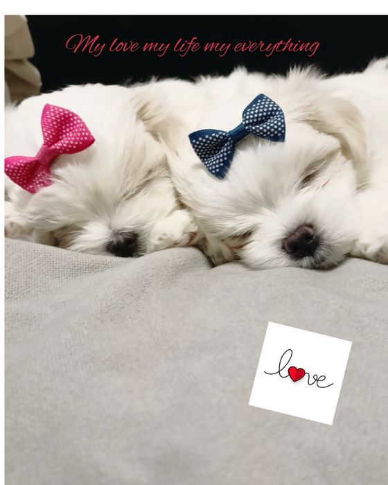 Chlopczyk z rodowodem FCI