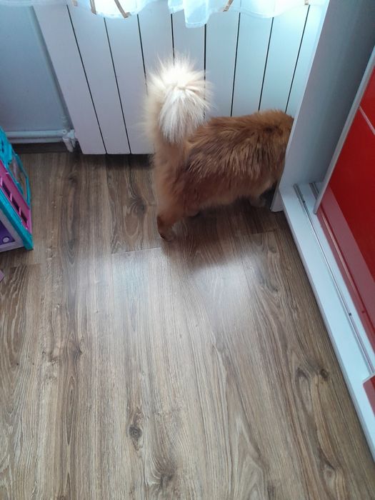 Oddam kota w dobre ręce