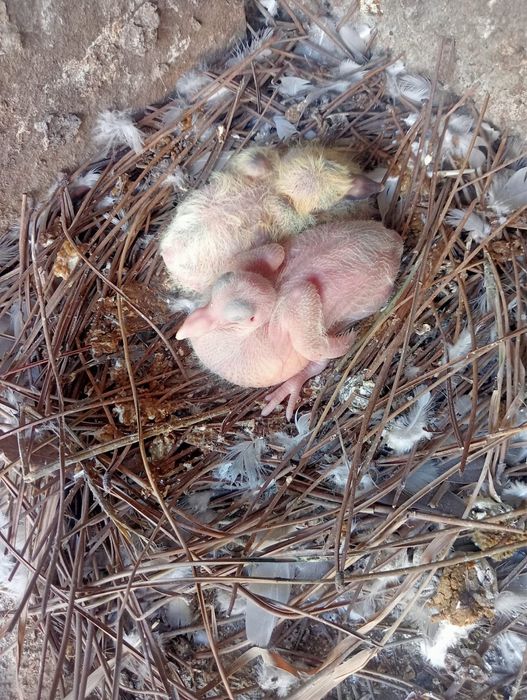 Pombos Correios em Braga