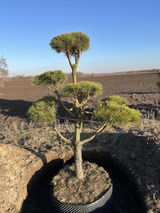 Сосна нівакі крупномір