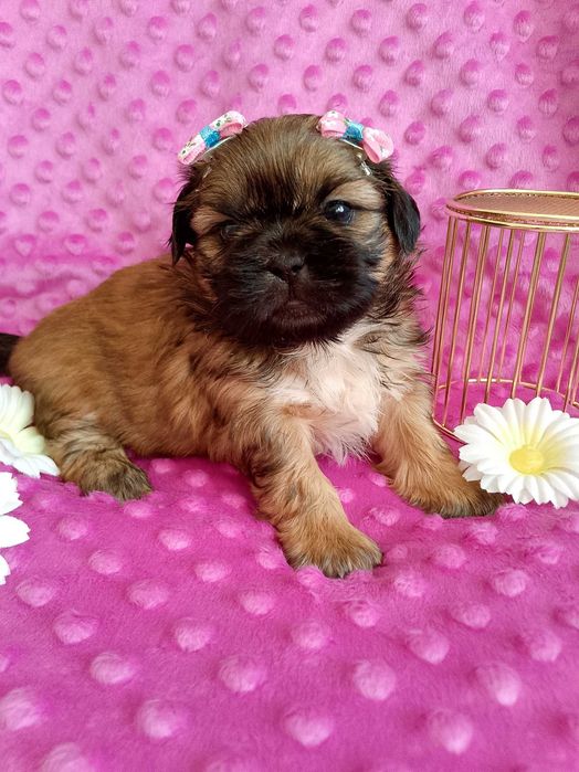 Piękna suczka rasy Shih-Tzu