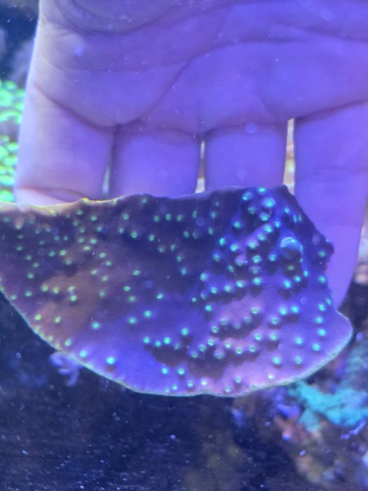 4 corais incluindo euphyllia parancora