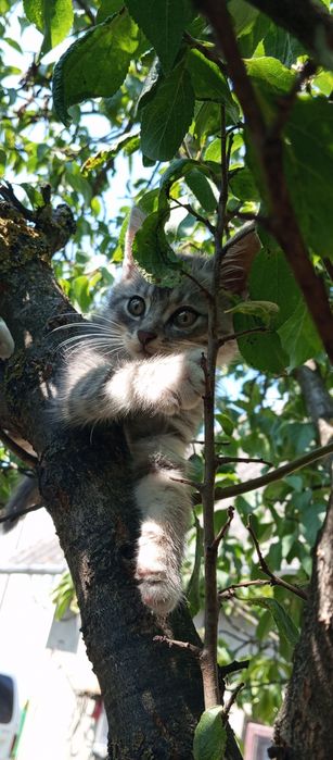 Кошеня дівчинка, 3 місяці