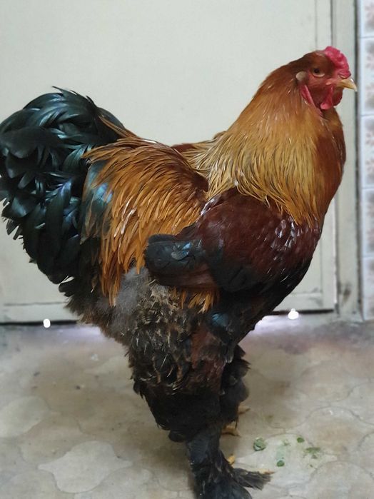 Galos brahma perdiz