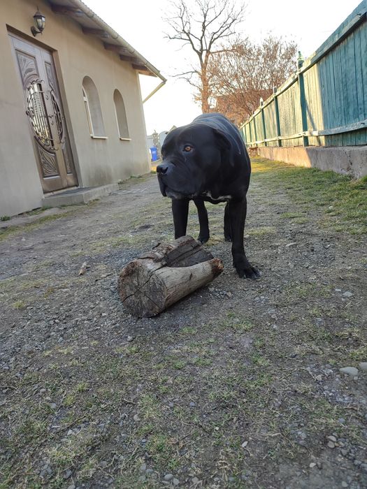 Пес Кане корсу ,самець в'язка