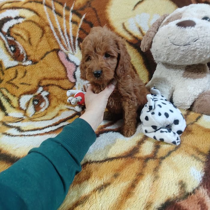 Cockapoo szczeniak chłopiec
