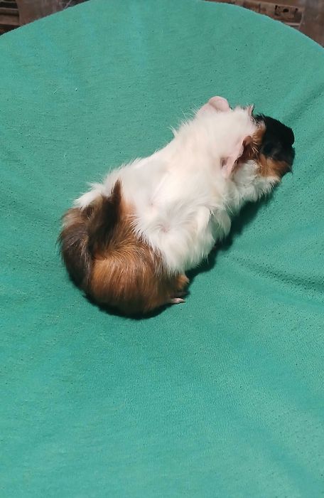 Морська Свинка, розетка.