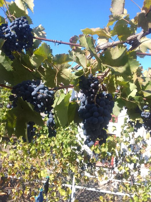 Мой Виноград  Молдова Днестровский