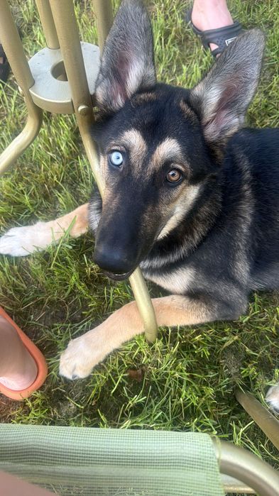 Szczeniak Gerberian Shepsky do oddania