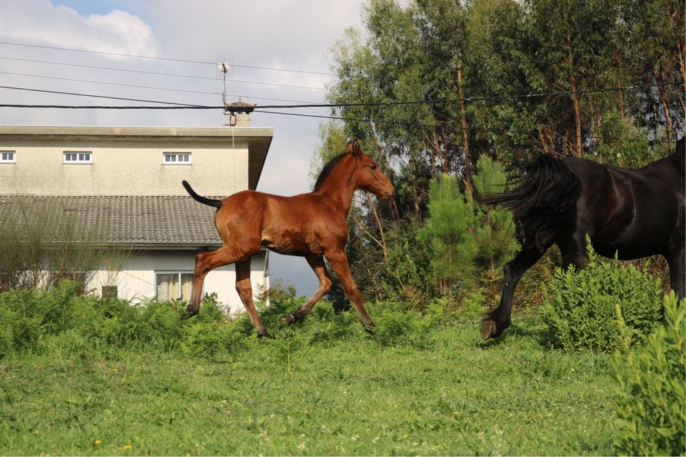 Poldro lusitano puro 3 meses