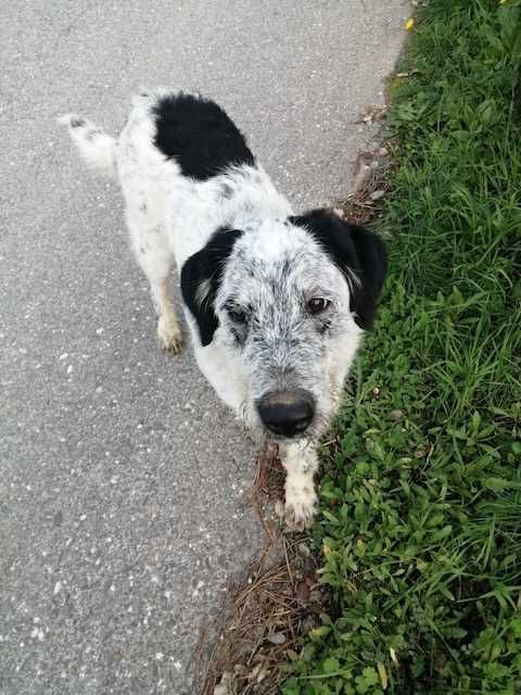 Cão Podengo 2anos para Adoção