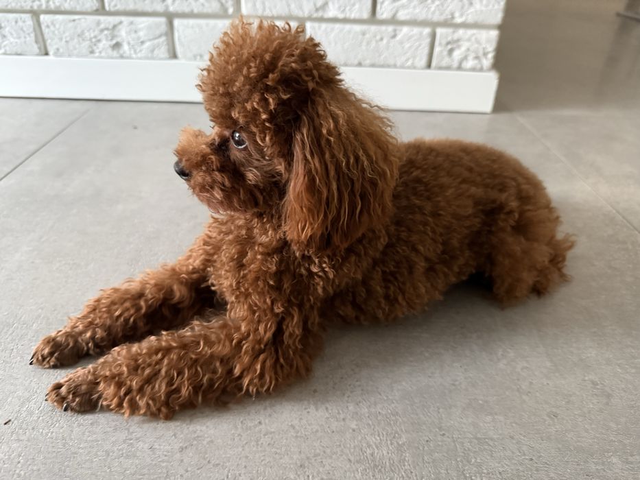 "Elitarny reproduktor Pudel Toy Teacup – import z Chin