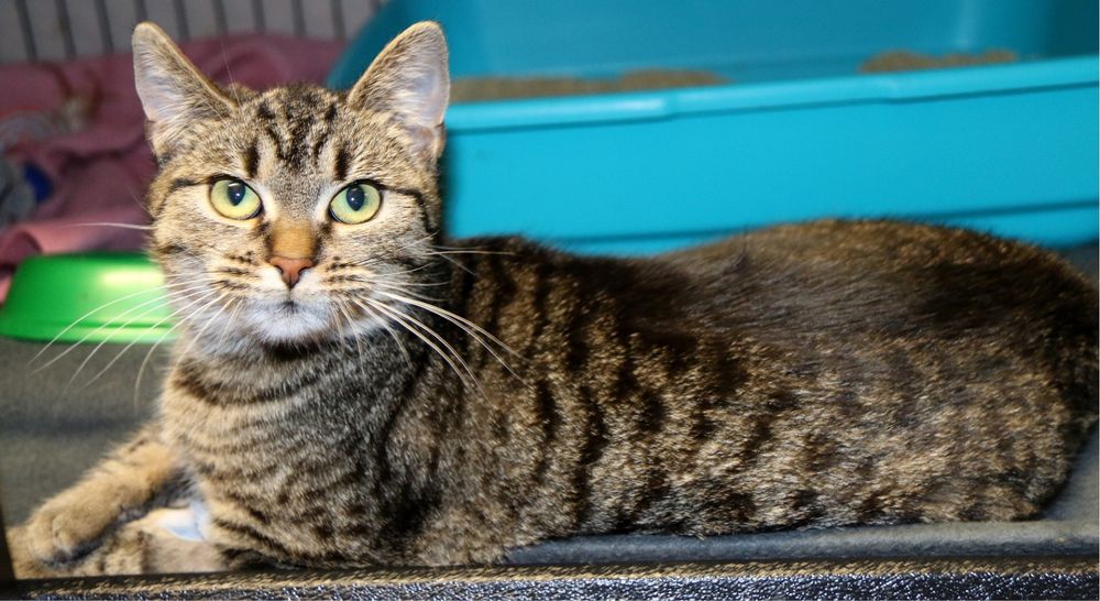 Wesoła, śliczna i młoda Amber szuka domu!