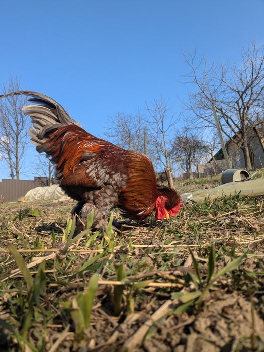 півень молодий півник
