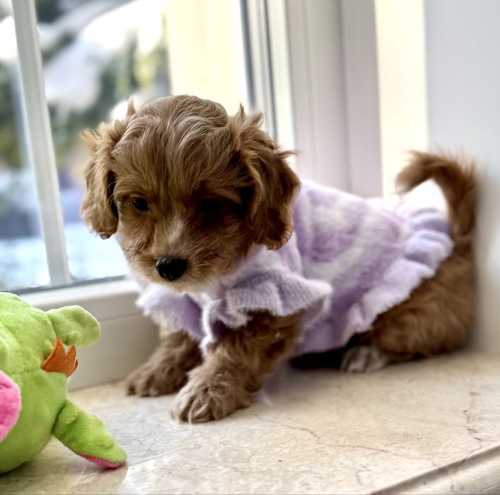 Мальтіпу F1- міні дівчинка