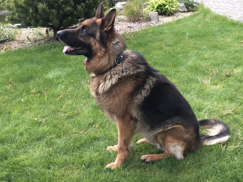 Кобель немецкой овчарки для вязки вязка собак Днепр: 1 000 грн. - В ...