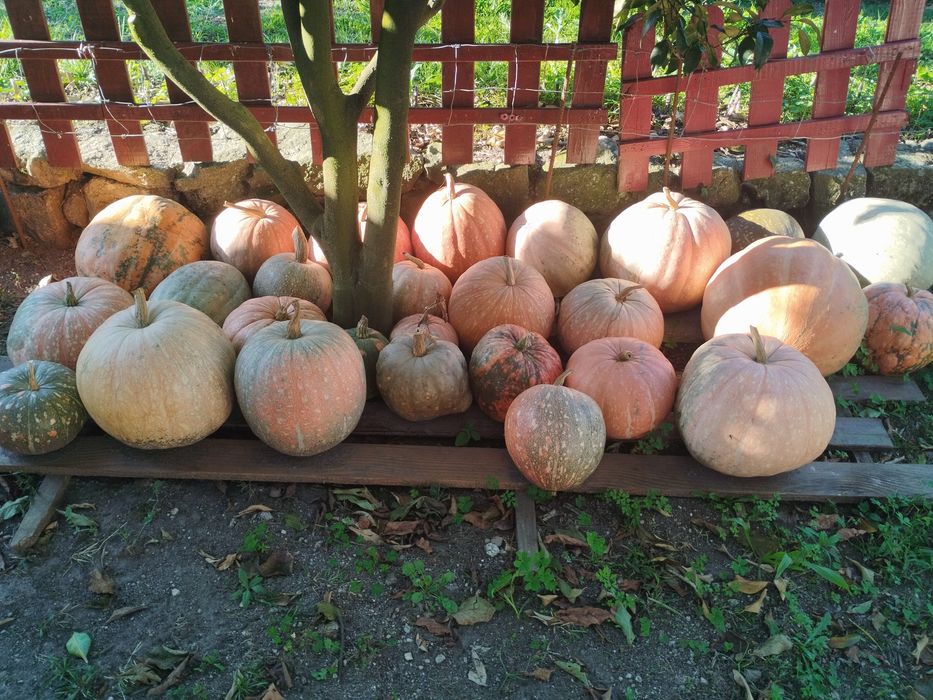Abóboras de diversos tamanhos