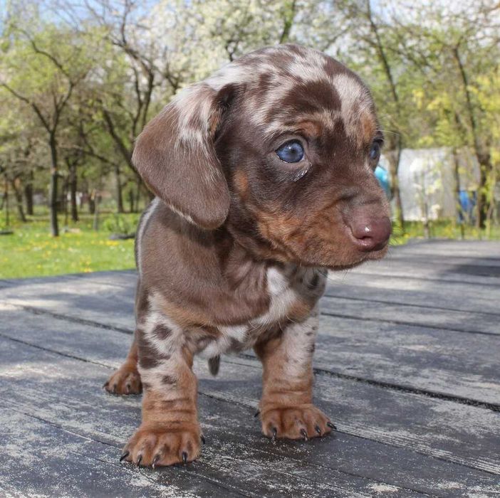 Teckel Miniatura Qualidade Superior - FEMEA