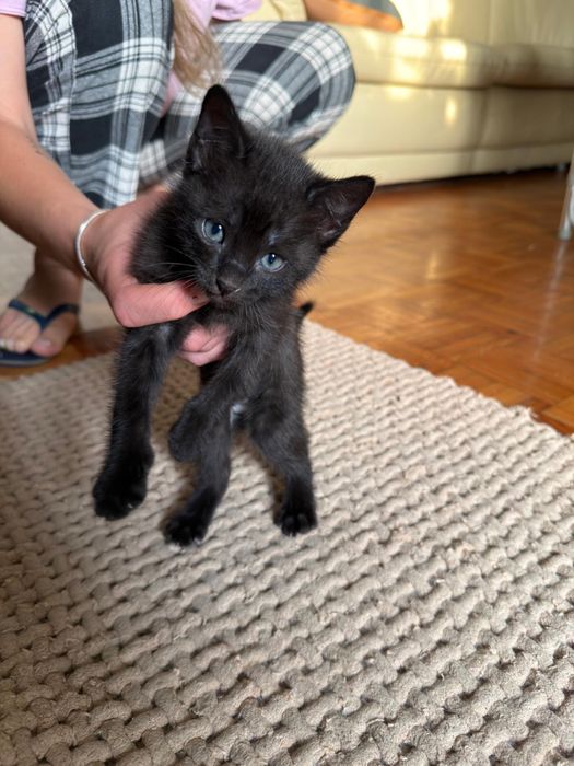 Gatinhos para adoçao