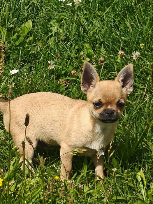 Chihuahua FCI rudy chłopczyk z czarną maską