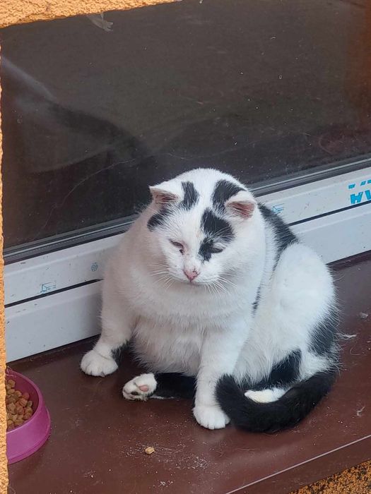 Łaciatek-kocurek który rozpaczliwie szuka domu