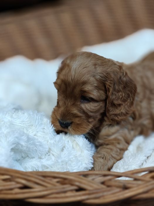 Cockapoo.Arnold.Badania.Cocker Spaniel Angielski/ Pudel miniaturowy