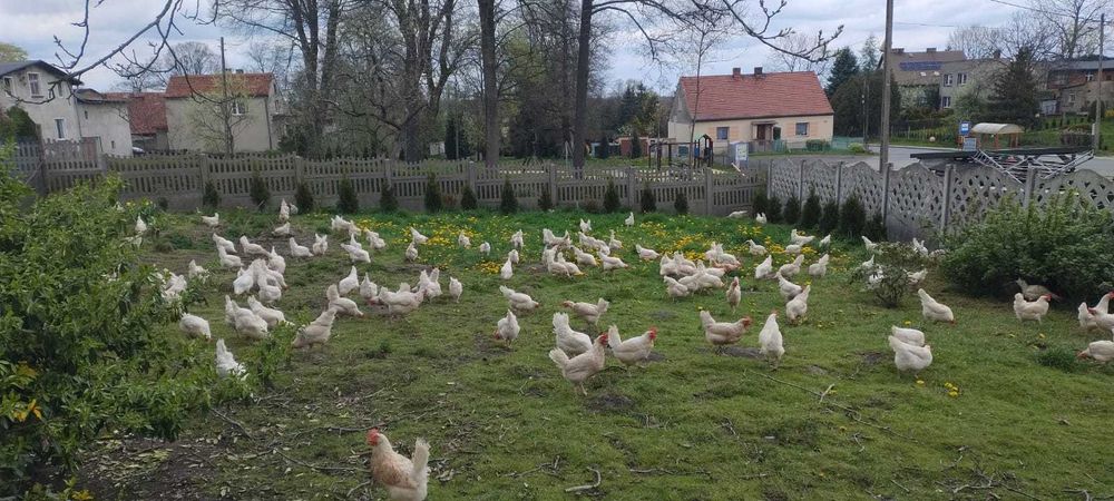 jajka-wiejskie-wolny-wybieg-zbros-awice-olx-pl