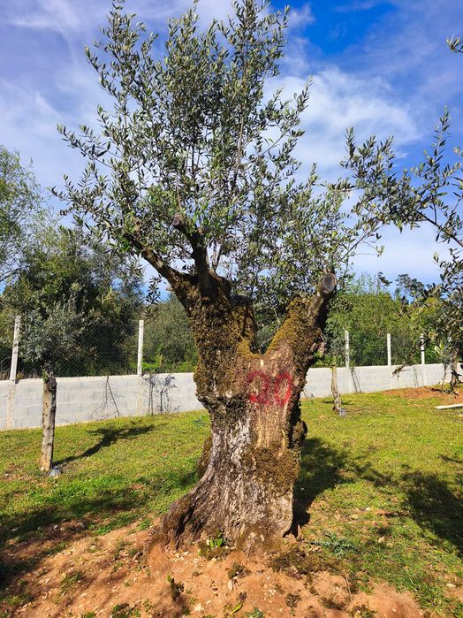 Oliveiras Bicentenárias e Tricentenárias para venda