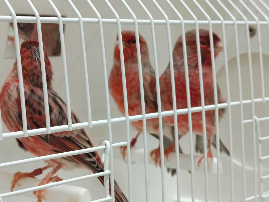 Canários ágatas vermelho nevado