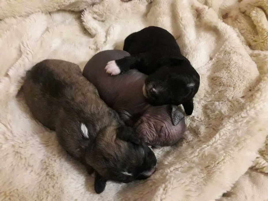 Срочно ищем любящих и ответственных хозяев!