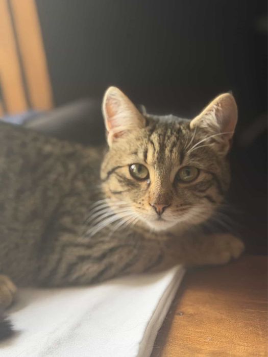 Кошенята котики киці в добрі руки