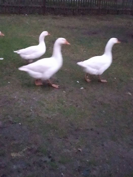 Продам гуси Мамути