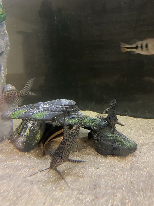Synodontis eupterus