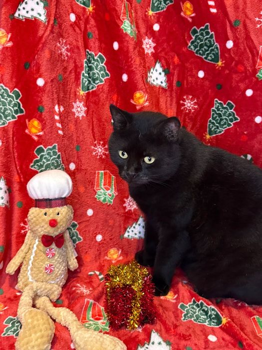 Tofik do adopcji szuka domu