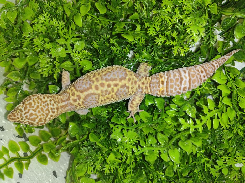 Gekony lamparcie