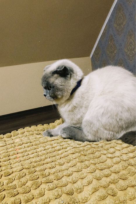 Шотландець глаткошестий вʼязка